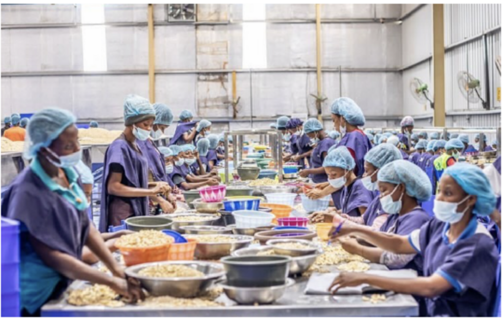 Au Bénin, un effort important a été fait au niveau des capacités industrielles de transformation de l'anacarde.