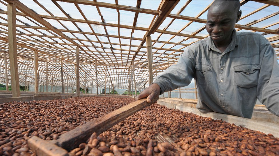 Les petites entreprises ivoiriennes du secteur du cacao craignent que leurs limites financières ne les pénalisent face aux multinationales.