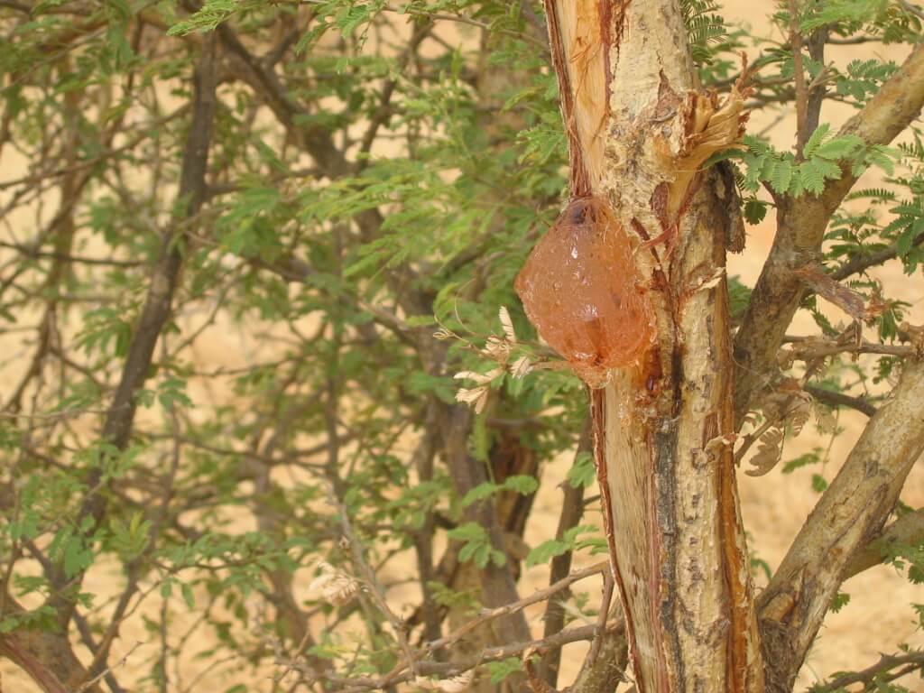 La gomme arabique sur son arbre producteur - DR