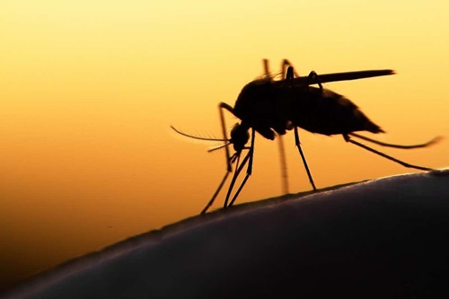 A l'origine du paludisme, l'anophèle ou plasmodium falciparum. 