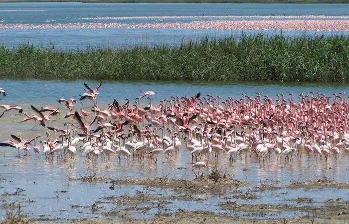 “C'était une mer de rose”, se souvient Brenda Booth, une habitante de kimberley qui a vu la dramatique évolution de la situation des flamants roses. 